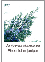 ￼Juniperus phoenicea
Phoenician juniper