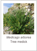 ￼Medicago arborea
Tree medick