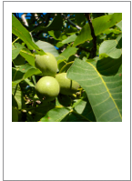 Juglans regia
Walnut