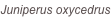 shapeimage_2_link_0