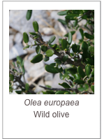 ￼Olea europaea
Wild olive