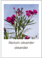 ￼Nerium oleander
oleander