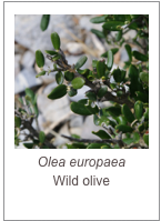 ￼Olea europaea
Wild olive