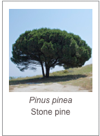 ￼Pinus pinea
Stone pine