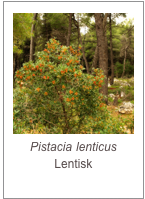 ￼Pistacia lenticus
Lentisk