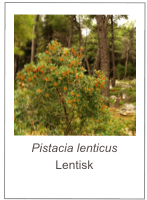 ￼Pistacia lenticus
Lentisk