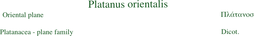 Platanus orientalis
Oriental plane                                                                                                  Πλάτανοσ
Platanacea - plane family                                                                                  Dicot.