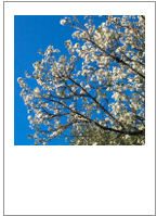 Prunus dulcis
Almond