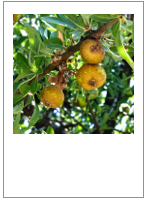￼Pyrus spinosa
Wild pear