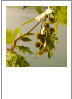 ￼Platanus orientalis
Oriental plane