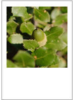 ￼Quercus coccifera
Kermes oak