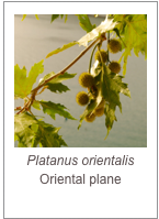 ￼Platanus orientalis
Oriental plane
