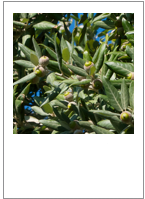 ￼Quercus ilex
Holm oak