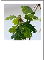 ￼Quercus pubescens
Downy oak