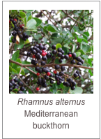 ￼Rhamnus alternus
Mediterranean buckthorn