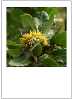￼Quercus ithaburensis ssp. macrolepsis
Valonia oak