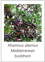 ￼Rhamnus alternus
Mediterranean buckthorn