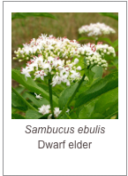 ￼Sambucus ebulis
Dwarf elder