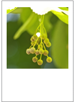 ￼Tilia platyphyllos
Lime or linden