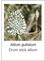 ￼Allium guttatum
Drum stick allium