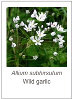 ￼Allium subhirsutum 
Wild garlic