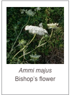 ￼Ammi majus
Bishop’s flower