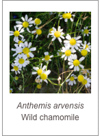 ￼Anthemis arvensis
Wild chamomile