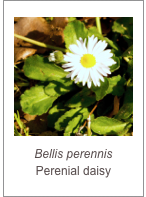 ￼Bellis perennis
Perenial daisy