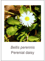￼Bellis perennis
Perenial daisy