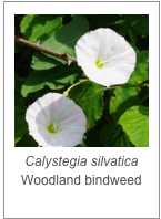 ￼Calystegia silvatica
Woodland bindweed