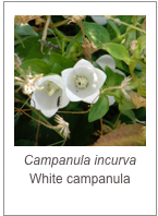 ￼Campanula incurva
White campanula