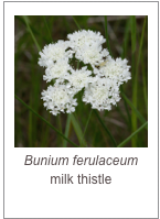 ￼Bunium ferulaceum
milk thistle