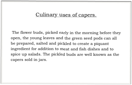 Culinary uses of capers.


 The flower buds, picked early in the morning before they open, the young leaves and the green seed pods can all be prepared, salted and pickled to create a piquant ingredient for addition to meat and fish dishes and to spice up salads. The pickled buds are well known as the capers sold in jars.
