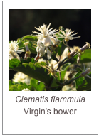 ￼Clematis flammula
Virgin's bower