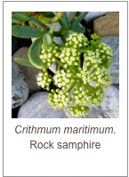 ￼Crithmum maritimum.
Rock samphire