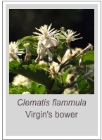 ￼Clematis flammula
Virgin's bower