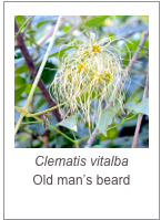 ￼Clematis vitalba
Old man’s beard