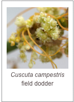 ￼Cuscuta campestris
field dodder