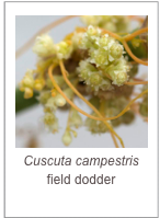 ￼Cuscuta campestris
field dodder