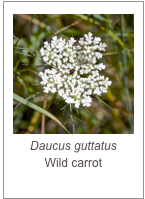 ￼Dioscorea communis
Black bryony