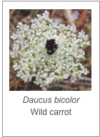 ￼Daucus bicolor
Wild carrot