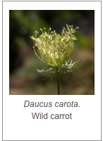 ￼Daucus carota.
Wild carrot
