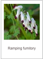 ￼Fumaria capreolata
Ramping fumitory