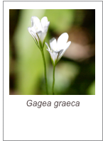￼Gagea graeca
