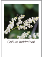 ￼Galium heldreichii.
