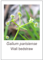 ￼Galium parisiense
Wall bedstraw