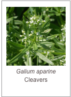 ￼Galium aparine
Cleavers