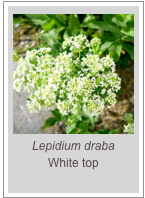 ￼Lepidium draba
White top
