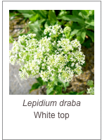 ￼Lepidium draba
White top