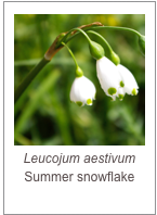 ￼Leucojum aestivum
Summer snowflake